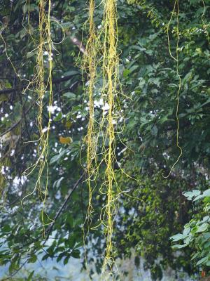 金燈藤 (日本菟絲子)