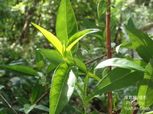 華八仙(華南分布)