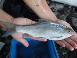 高身白甲魚