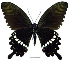 Papilio polytes polytes Linnaeus, 1758 玉帶鳳蝶