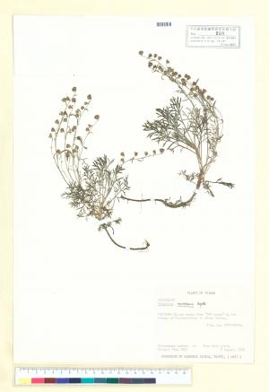 Artemisia kawakamii Hayata_標本_BRCM 6862