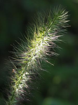 狼尾草 狗仔草