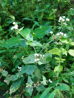 勝紅薊 (藿香薊)