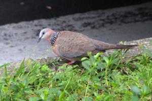 珠頸斑鳩