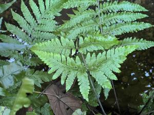 薄葉擬肋毛蕨