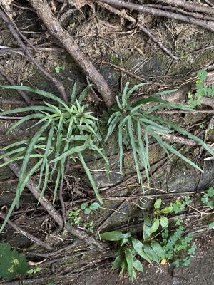 井欄邊草 (鳳尾蕨)