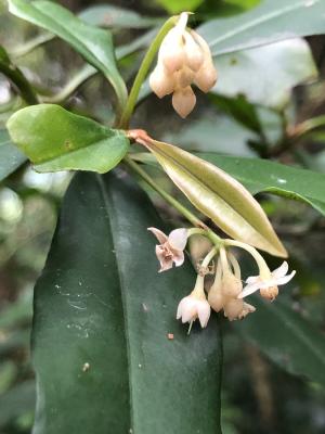 小葉樹杞