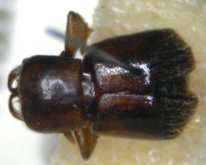 Scolytoplatypus pubescens Hagedorn, 1904 毛茸茸菌生小蠹