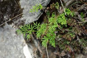 高山珠蕨