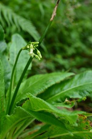 玉山櫻草