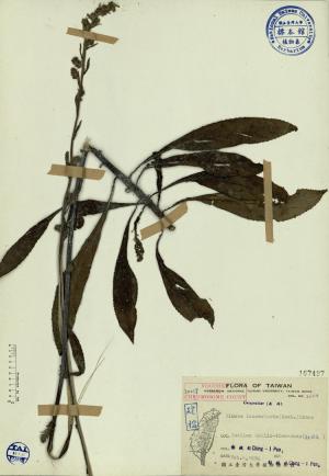 Blumea lanceolaria (Roxb.) Druce_標本_BRCM 3929