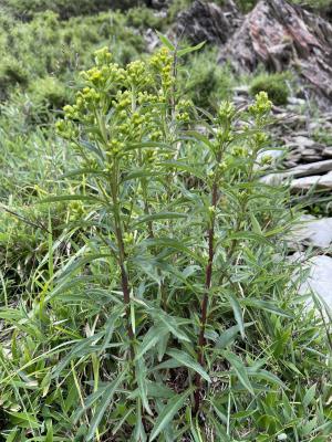 一枝黄花 (金鎖 野黄菊)