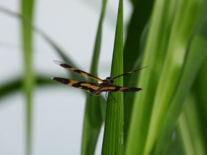 斑麗翅蜻