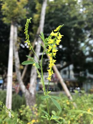 黃香草木樨