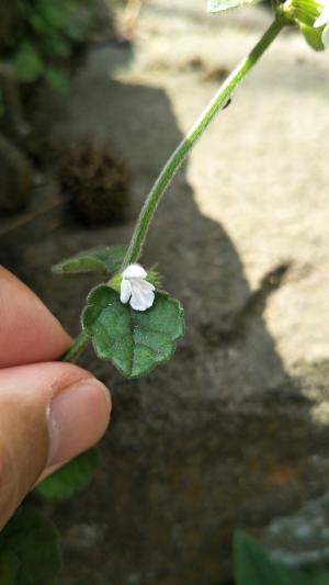 白花草