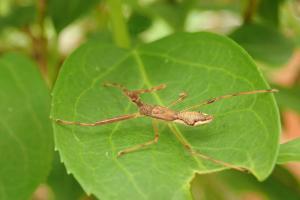 白斑素獵椿象 (六刺素獵椿象)