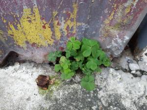 紅花酢漿草 (紫花酢漿草)