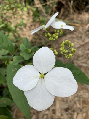 華八仙(華南分布)