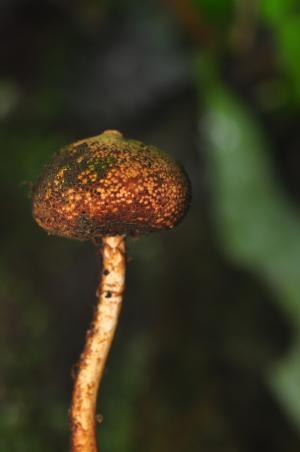 Tulostoma squamosum(鱗柄灰錘菌)