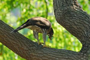 20101101 鳳頭蒼鷹-進食@高雄美術館 31