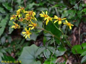 臺灣山菊