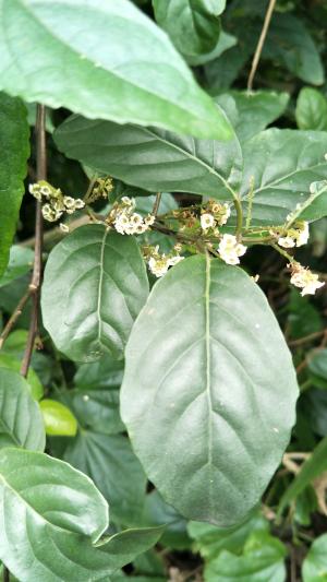 臺灣山桂花