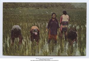 臺灣原住民在水田裡耕作