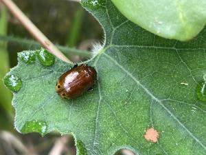 黃肩柱螢葉甲 (端六星廣螢金花蟲)