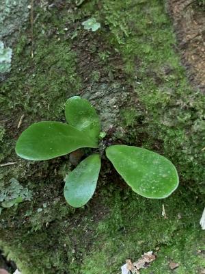 臺灣山蘇花