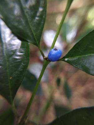 琉球雞屎樹