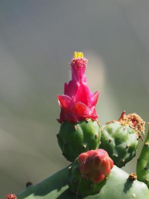 紅花寶劍掌  (胭脂仙人掌)