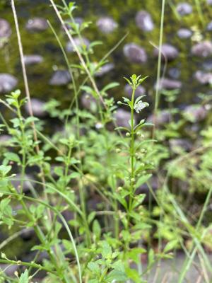 野甘草