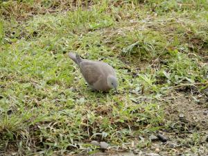 紅鳩