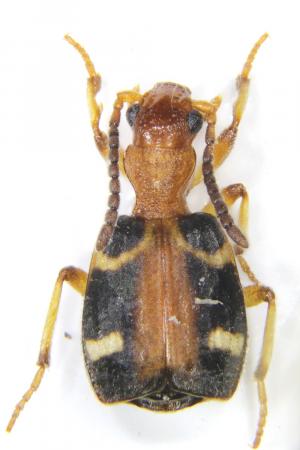 Mastax formosana_female