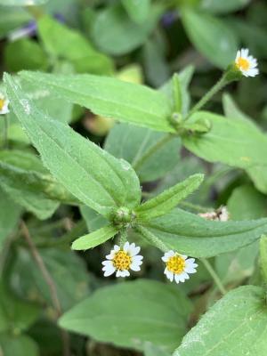 粗毛小米菊