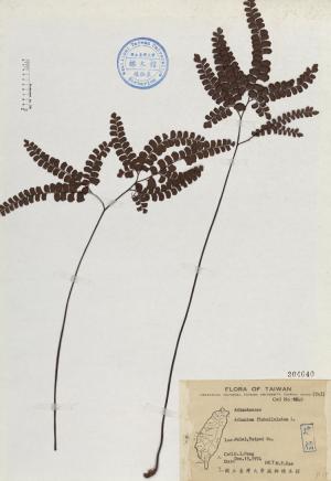 Adiantum flabellulatum L._標本_BRCM 4661