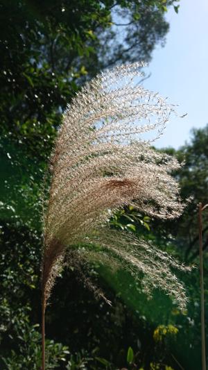 芒 (茅丁)