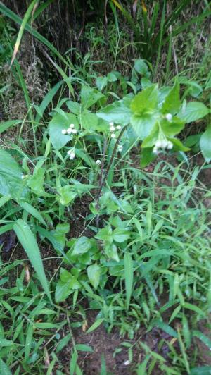 勝紅薊 (藿香薊)