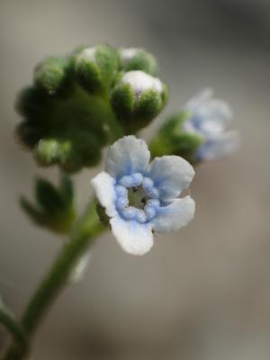 小花倒提壺