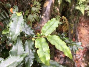 阿里山灰木