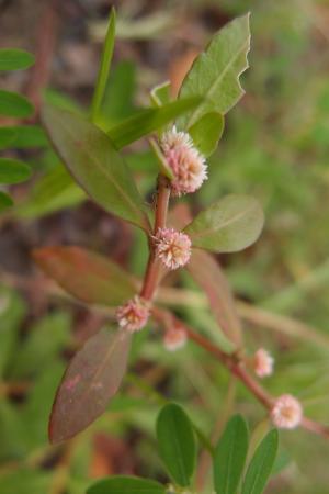 蝦鉗菜 (蓮子草 )