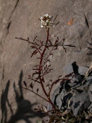 水花菜