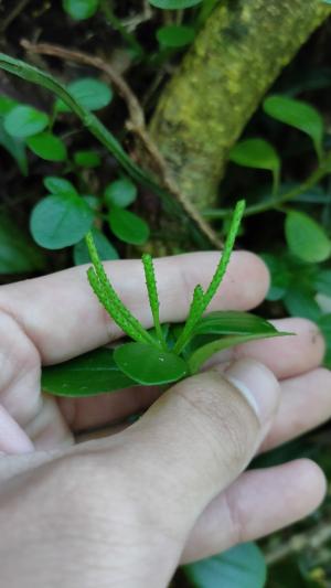 蘭嶼椒草