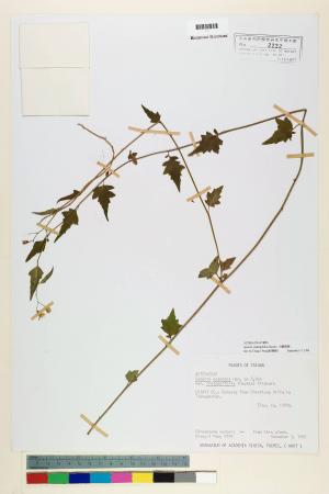 Senecio crataegifolius Hayata_標本_BRCM 5406