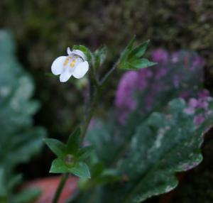 阿里山通泉草