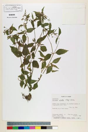 Galinsoga ciliata S.F. Blake_標本_BRCM 3716