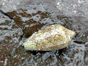 織錦芋螺