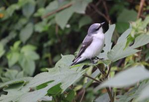 灰山椒鳥