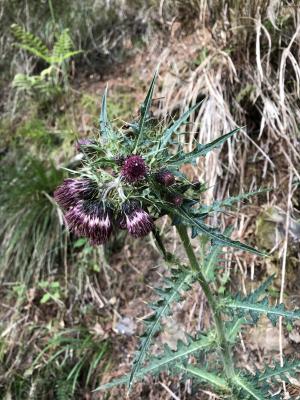 阿里山薊