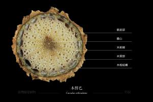 木防巳-藤本莖橫切面
